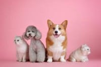 Annual General Merchandise, Pet & Candy Show Orlando 2027